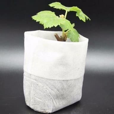 Planteposer i 100-Pak